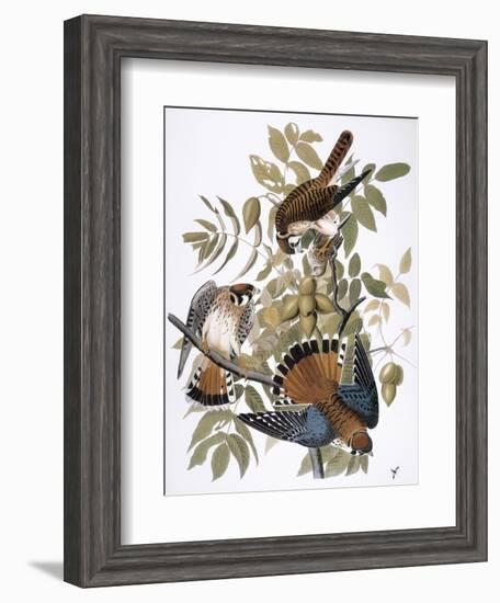 Audubon: Kestrel, 1827-John James Audubon-Framed Giclee Print