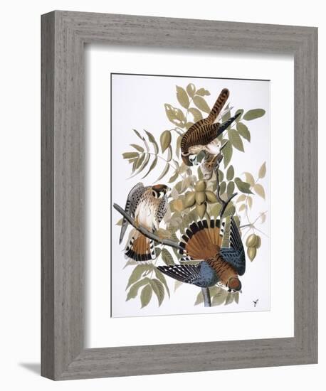 Audubon: Kestrel, 1827-John James Audubon-Framed Giclee Print