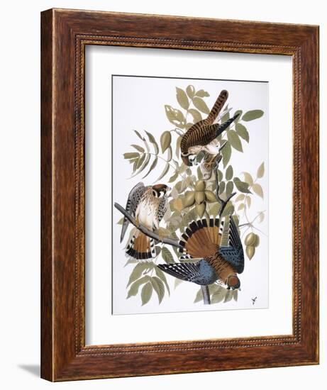 Audubon: Kestrel, 1827-John James Audubon-Framed Giclee Print