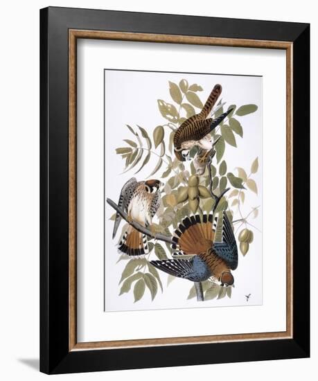 Audubon: Kestrel, 1827-John James Audubon-Framed Giclee Print