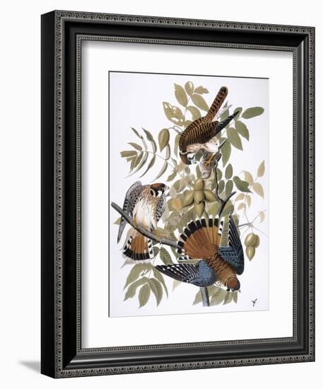 Audubon: Kestrel, 1827-John James Audubon-Framed Giclee Print