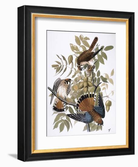 Audubon: Kestrel, 1827-John James Audubon-Framed Giclee Print