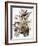 Audubon: Kestrel, 1827-John James Audubon-Framed Premium Giclee Print