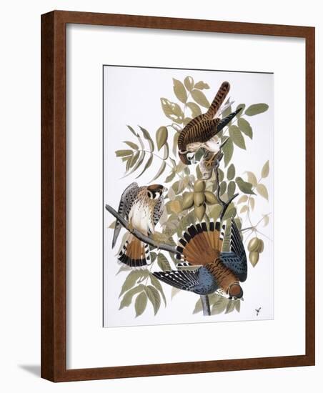 Audubon: Kestrel, 1827-John James Audubon-Framed Premium Giclee Print