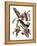 Audubon: Kingbird, 1827-38-John James Audubon-Framed Premier Image Canvas