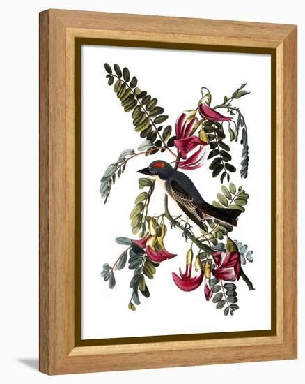 Audubon: Kingbird, 1827-38-John James Audubon-Framed Premier Image Canvas