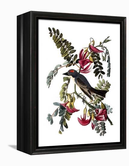 Audubon: Kingbird, 1827-38-John James Audubon-Framed Premier Image Canvas