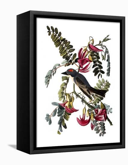 Audubon: Kingbird, 1827-38-John James Audubon-Framed Premier Image Canvas