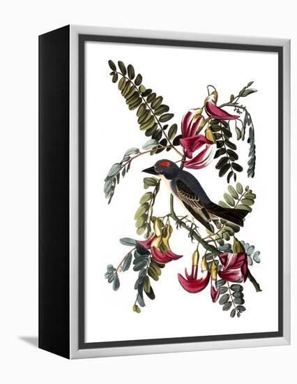 Audubon: Kingbird, 1827-38-John James Audubon-Framed Premier Image Canvas