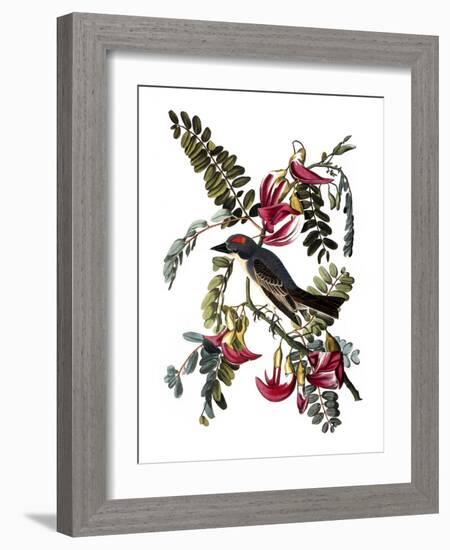 Audubon: Kingbird, 1827-38-John James Audubon-Framed Giclee Print
