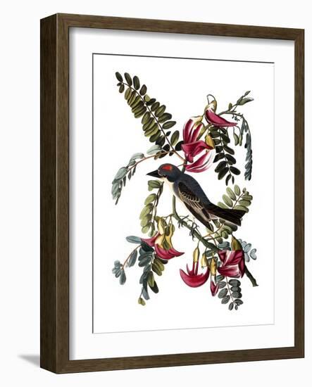 Audubon: Kingbird, 1827-38-John James Audubon-Framed Giclee Print