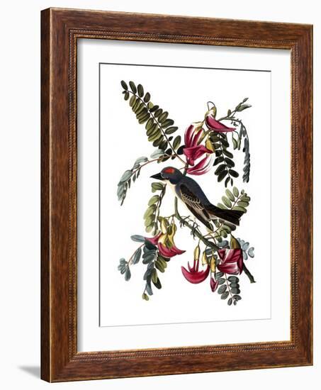 Audubon: Kingbird, 1827-38-John James Audubon-Framed Giclee Print