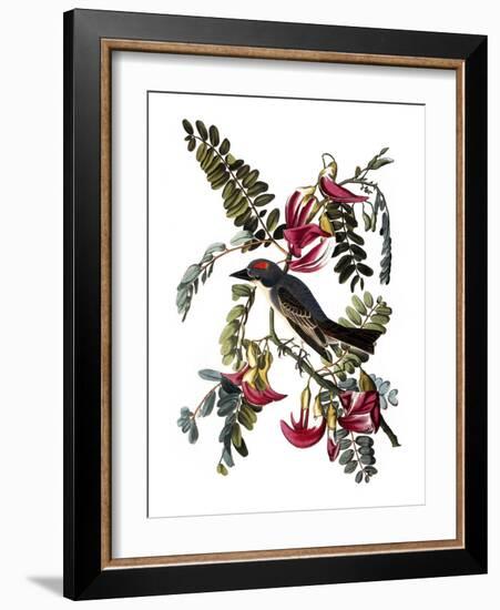 Audubon: Kingbird, 1827-38-John James Audubon-Framed Giclee Print