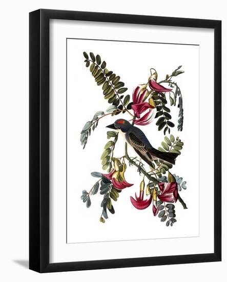 Audubon: Kingbird, 1827-38-John James Audubon-Framed Giclee Print