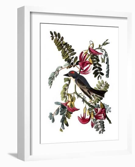 Audubon: Kingbird, 1827-38-John James Audubon-Framed Giclee Print