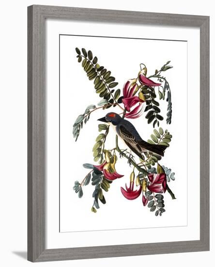 Audubon: Kingbird, 1827-38-John James Audubon-Framed Giclee Print