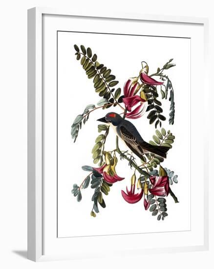 Audubon: Kingbird, 1827-38-John James Audubon-Framed Giclee Print