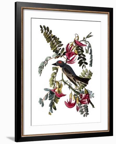 Audubon: Kingbird, 1827-38-John James Audubon-Framed Giclee Print