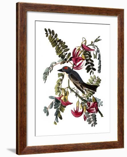 Audubon: Kingbird, 1827-38-John James Audubon-Framed Giclee Print