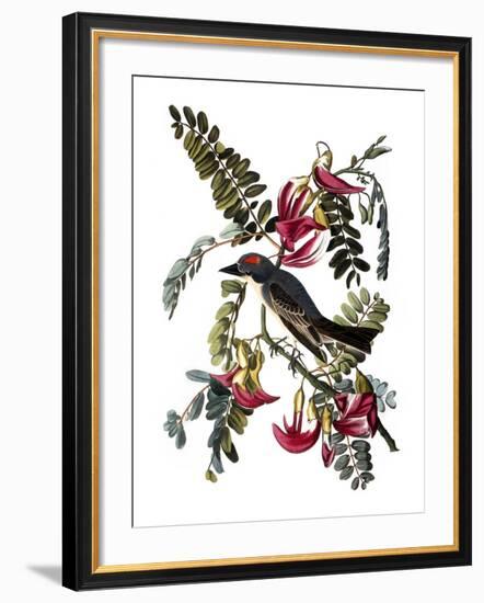 Audubon: Kingbird, 1827-38-John James Audubon-Framed Giclee Print