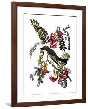 Audubon: Kingbird, 1827-38-John James Audubon-Framed Giclee Print