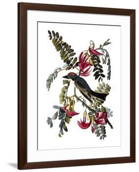 Audubon: Kingbird, 1827-38-John James Audubon-Framed Giclee Print