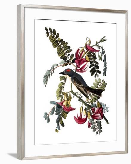 Audubon: Kingbird, 1827-38-John James Audubon-Framed Giclee Print