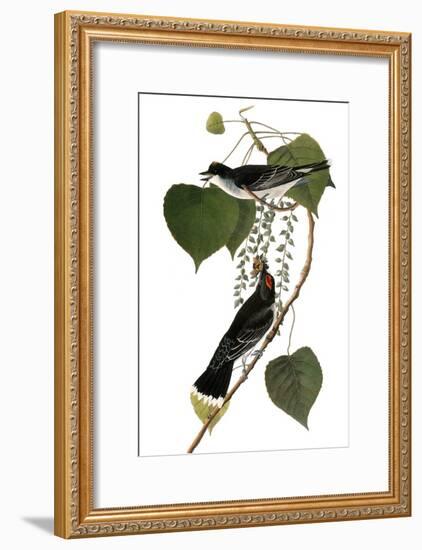 Audubon: Kingbird, 1827-38-John James Audubon-Framed Giclee Print