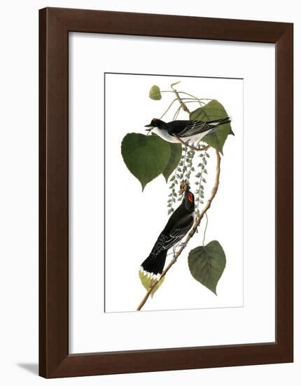 Audubon: Kingbird, 1827-38-John James Audubon-Framed Giclee Print