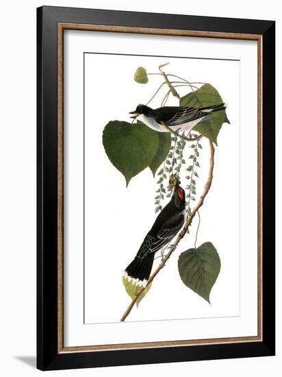 Audubon: Kingbird, 1827-38-John James Audubon-Framed Giclee Print