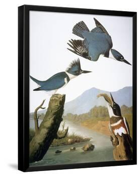 Audubon: Kingfisher, 1827-John James Audubon-Framed Giclee Print
