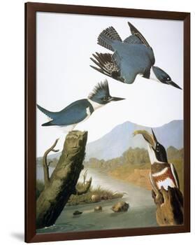 Audubon: Kingfisher, 1827-John James Audubon-Framed Giclee Print