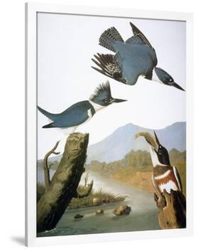 Audubon: Kingfisher, 1827-John James Audubon-Framed Giclee Print