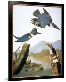 Audubon: Kingfisher, 1827-John James Audubon-Framed Giclee Print