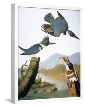 Audubon: Kingfisher, 1827-John James Audubon-Framed Giclee Print