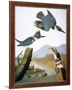 Audubon: Kingfisher, 1827-John James Audubon-Framed Giclee Print