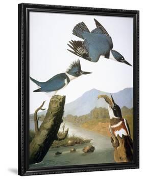 Audubon: Kingfisher, 1827-John James Audubon-Framed Giclee Print