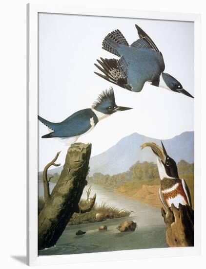 Audubon: Kingfisher, 1827-John James Audubon-Framed Giclee Print