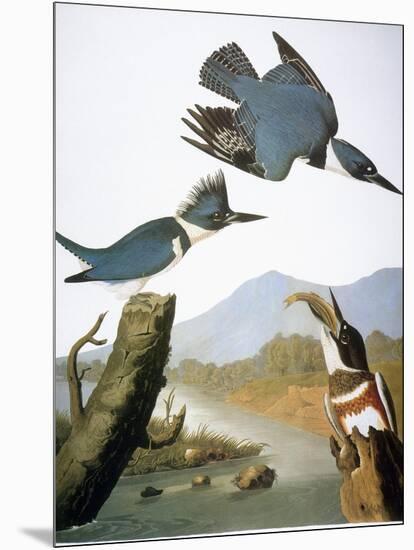 Audubon: Kingfisher, 1827-John James Audubon-Mounted Giclee Print