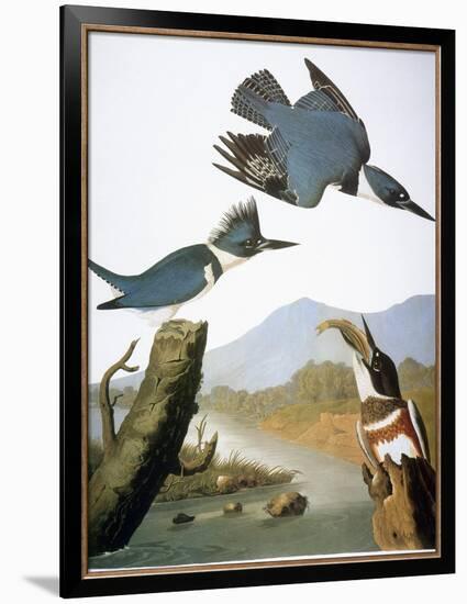 Audubon: Kingfisher, 1827-John James Audubon-Framed Giclee Print