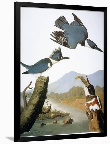 Audubon: Kingfisher, 1827-John James Audubon-Framed Giclee Print