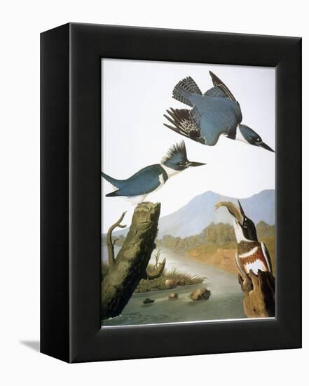 Audubon: Kingfisher, 1827-John James Audubon-Framed Premier Image Canvas