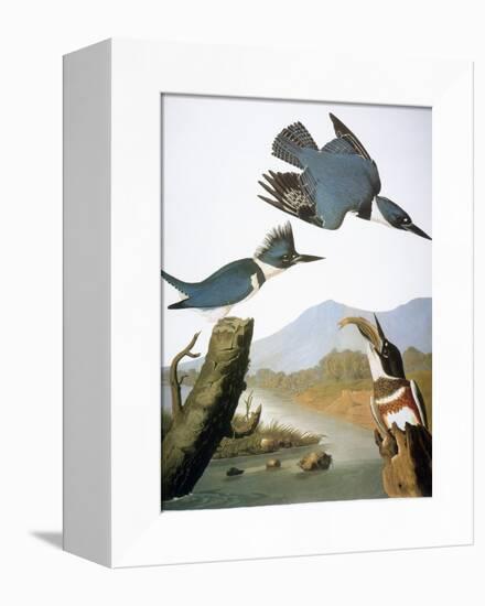 Audubon: Kingfisher, 1827-John James Audubon-Framed Premier Image Canvas