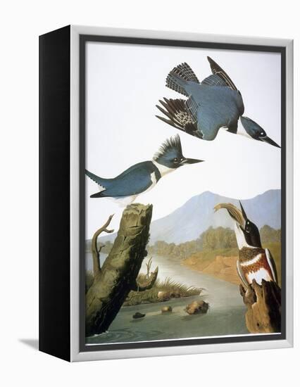 Audubon: Kingfisher, 1827-John James Audubon-Framed Premier Image Canvas