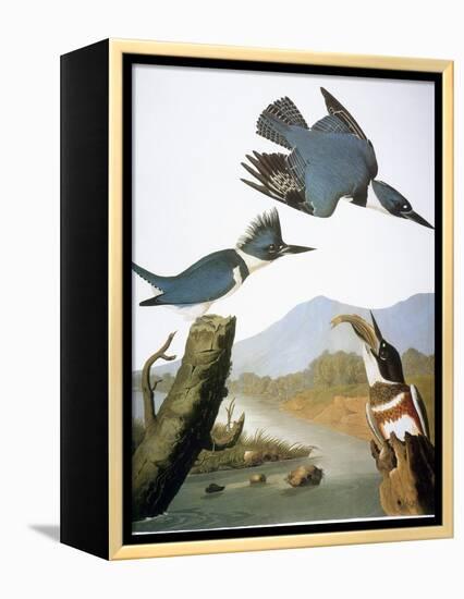 Audubon: Kingfisher, 1827-John James Audubon-Framed Premier Image Canvas