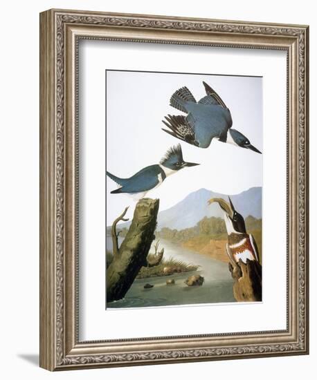 Audubon: Kingfisher, 1827-John James Audubon-Framed Giclee Print