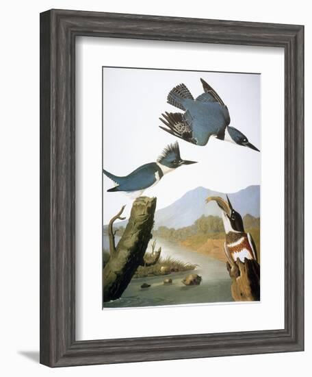 Audubon: Kingfisher, 1827-John James Audubon-Framed Giclee Print