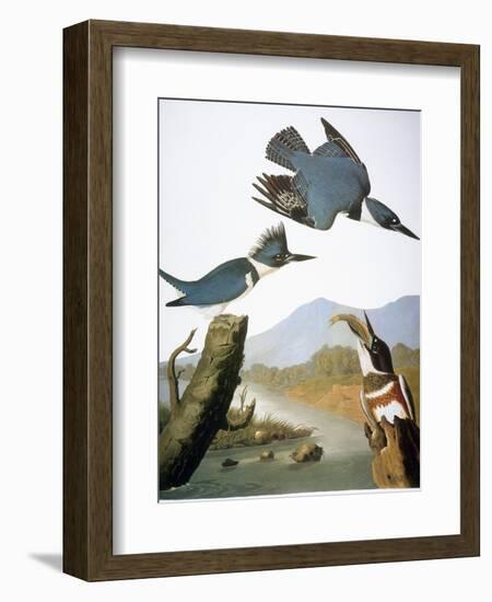 Audubon: Kingfisher, 1827-John James Audubon-Framed Giclee Print