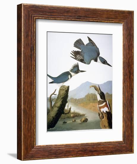 Audubon: Kingfisher, 1827-John James Audubon-Framed Giclee Print