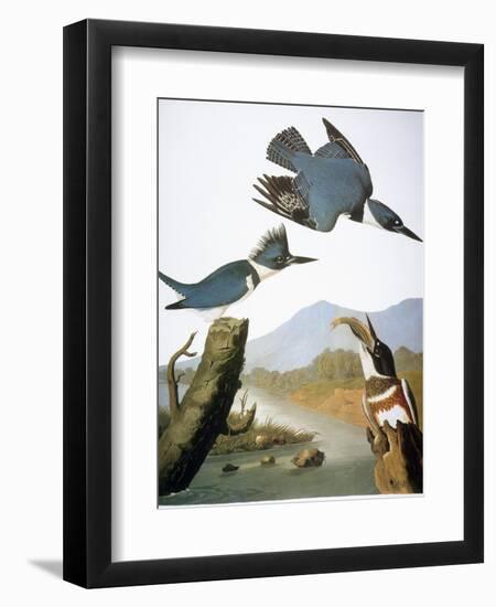 Audubon: Kingfisher, 1827-John James Audubon-Framed Giclee Print